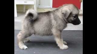 Norwegian Elkhound puppy [upl. by Notlef]