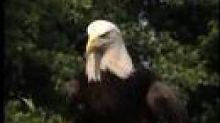 American Bald Eagles [upl. by Nnasor]