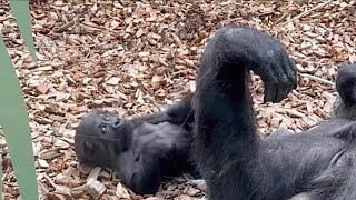 Adorable baby gorilla and her unaffectionate mother [upl. by Paradies]