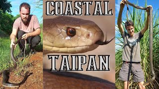 Coastal Taipan [upl. by Nomrac]