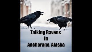 Talking Ravens in Anchorage Alaska [upl. by Wj218]