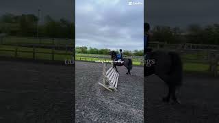 We are doing cross country tomorrow 😜😜 horse equestrianvibes shorts subscribe equestrianrider [upl. by Carolan]