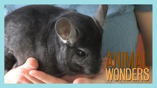 Chinchillas What Where and How [upl. by Eillime]