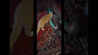 Cat pulls toy out 😺 [upl. by Pam]