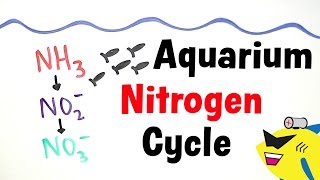 The Aquarium Nitrogen Cycle [upl. by Lienahs]