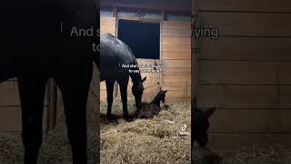 So did you get it right foal horse equestrian viral baby newborn babyhorse bodylanguage [upl. by Dorine747]