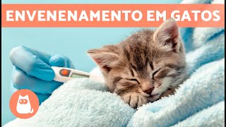 SINTOMAS de um GATO INTOXICADO 🐱⚠️ 5 intoxicações mais comuns [upl. by Oaoj]