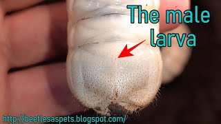 How to tell the difference between male and female flower beetle larvae [upl. by Berry447]