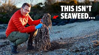 The Most DISGUSTING BEACH In Northern Ireland Hidden for 50 years [upl. by Teillo]