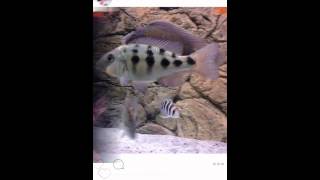 The growth rate of a fossochromis rostratus [upl. by Korie88]