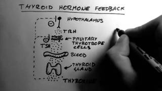 Thyroid Hormone 2  Feedback [upl. by Martinelli]