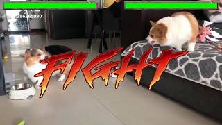 CORGI FIGHT Mortal Kombat EDITION [upl. by Aspa766]