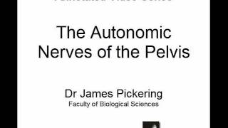 Autonomic Nerves of the Pelvis [upl. by Diandre94]