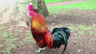 47 Imperessive rooster crowing in the morning compilations 2018  Chant du Coq [upl. by Adam443]