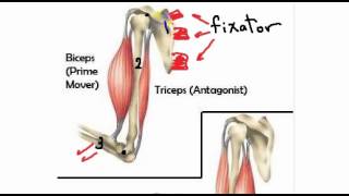 general anatomy 4 action of skeletal muscles by dr Sameh Ghazy [upl. by Bourgeois]