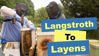 🐝 Langstroth to Layens Conversion [upl. by Tnecnev813]