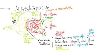 Physiologie Niere 1 – Grundlagen funktionelle Anatomie Prinzip der Filtration [upl. by Ikilisav]