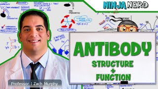 Immunology  Antibody Structure amp Function [upl. by Rufus]