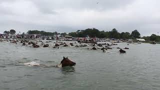 99th Annual Chincoteague Pony Swim  July 24 2024 [upl. by Novahc]