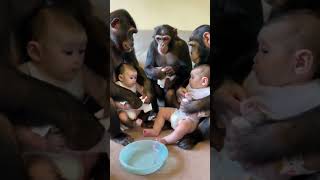 Chimpanzee changes babys diaper [upl. by Bride]