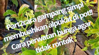 part2 cara gampang membuahkan alpukat di pot cara perawatan sesudah keluar bunga [upl. by Ddahc224]