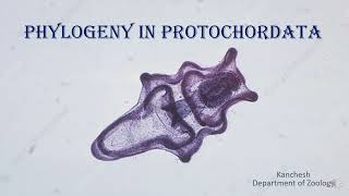 38Phylogeny of Protochordates [upl. by Htide]