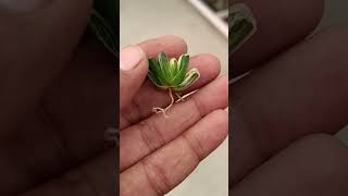 Haworthia maughanii v truncata variegated ☘️ [upl. by Aromat]