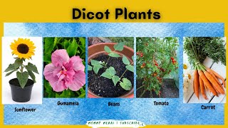 Dicot Examples of Dicotyledon Plants What is Dicot  Mommy Merai [upl. by Ilowell]