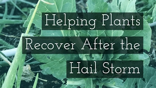 Helping Plants Recover from Hail Storm Damage [upl. by Yi529]