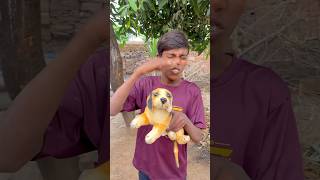 CHOTU KA HUNGRY DOGG shorts FACTFIREKING [upl. by Ardet]