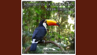 Sonidos de la Naturaleza Selva Tropical [upl. by Goober]