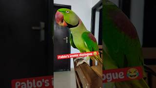 Pablo Parrot 🦜 iconic Dialogue 😂 shorts parrot funny cute talkingparrot viral [upl. by Acireh843]