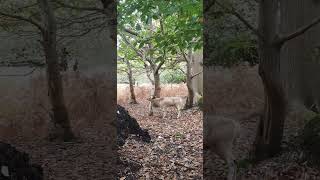 Fallow Deer Nature’s Delicate and Graceful Gems [upl. by Tenneb]