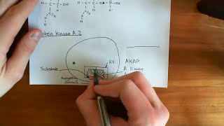 A kinase Anchoring Proteins Part 2 [upl. by Lachlan]