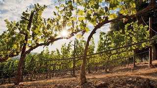 How Cabernet Sauvignon Is Made [upl. by Retsam]