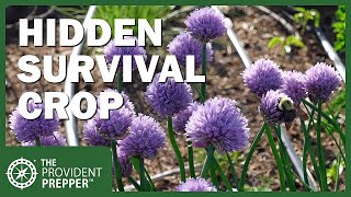 8 Reasons Why Chives Make a Fantastic Survival Crop [upl. by Legyn]