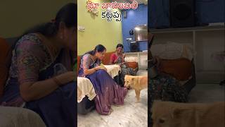 మా బాహుబలి కట్టప్పdoglover viralvideo trendingshorts funny dogslife viralvideos [upl. by Eiramalegna157]