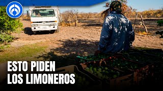 Paro de limoneros cumple cinco días en el valle de Apatzingán [upl. by Gabrielson]