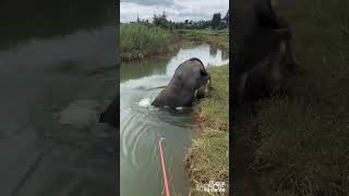 Talent buffalo Jump in the River shorts [upl. by Parrnell]