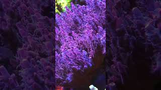 Enjoy Polyp extension shorts music coralreef diving aquarium aqua ocean corals trending [upl. by Copeland]