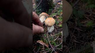 Beautiful mushrooms GrazAustria🍄✨ porcini funghi boletusedulis грибы манатарки [upl. by Coben]