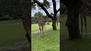 Kilimanjaro SafarisGirafficjam floridaourplaygroundfop animalkingdomdisneyworld [upl. by Terrijo]