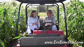 EcoBeneficial Tips River Berry Organic Farm NonGMO Corn amp Pollinators [upl. by Amby]