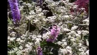 Boneset Eupatorium perfoliatum [upl. by Zantos]