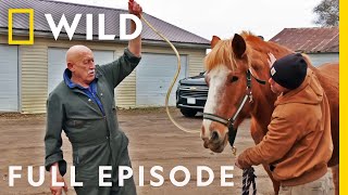 The Incredible Dr Pol The Grand Finale Full Episode SPECIAL  Nat Geo Wild [upl. by Valencia474]