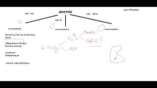 cours danémie partie 1 microcytaire [upl. by Kiran904]