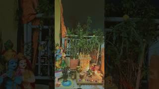 tulasi usiri chettu pooja in karthika masam❤️karthikausirichettu tulasitrending yt ytshorts [upl. by Kliman850]