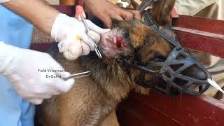 Otitis externa in dog  ear infection how to diagnose and treat ear infection in dogs fieldvet [upl. by Cirad]