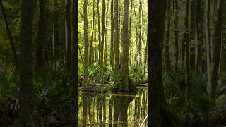 Day 266365 Cypress Tree Swamp photography swamp hiking woods outdoors nature travel art [upl. by Skees]