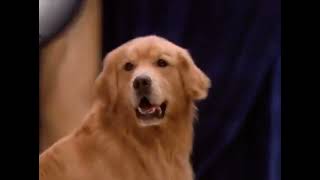 Air Bud Spikes Back 2003  Movie Trailer [upl. by Einohpets]